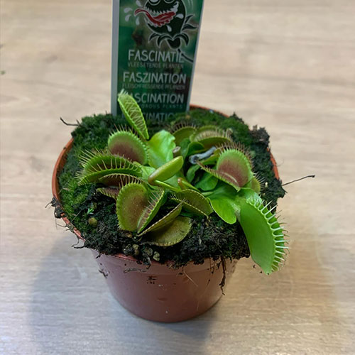 Venus fly trap